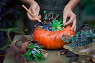 Succulent Pumpkins & Floral Pumpkins Decor & Tour